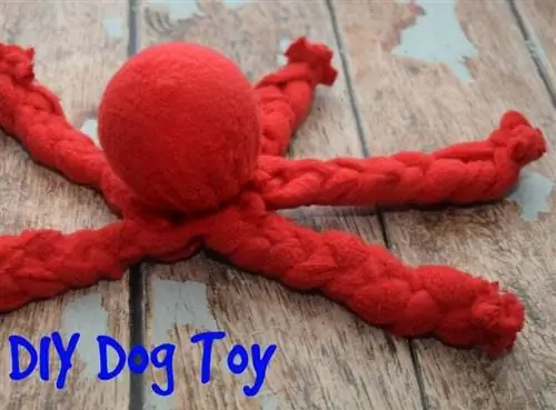 DIY Dog Toy- የጫፍ ጣት ተረት