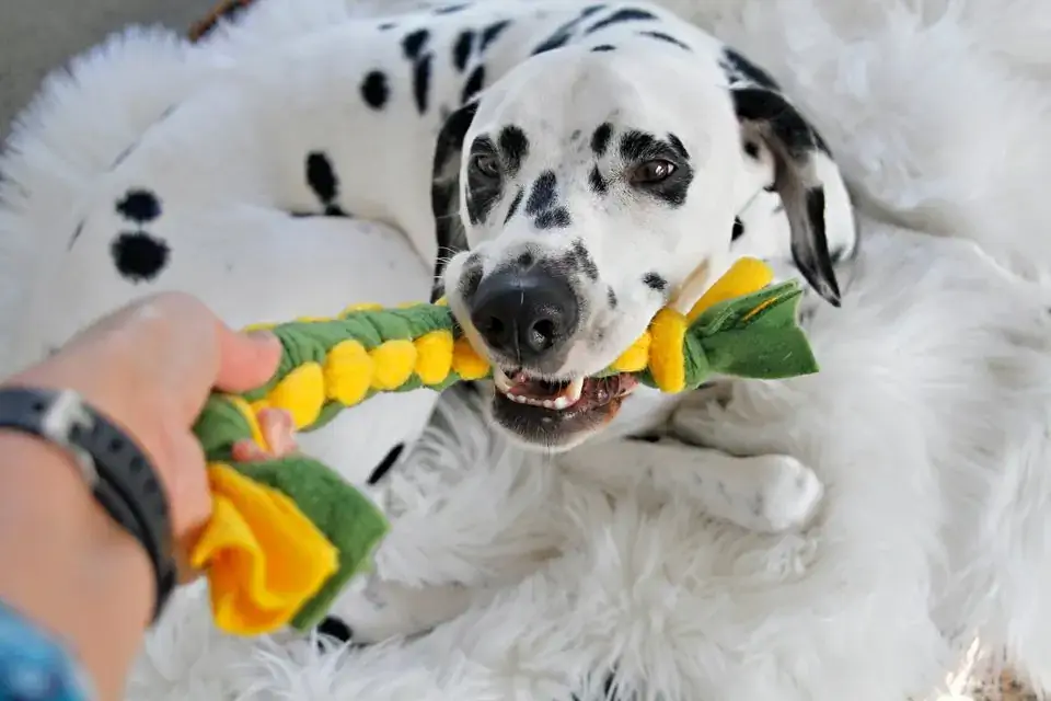 DIY Cobra Knot Woven Fleece Aub Tug Toy- Dalmatian DIY