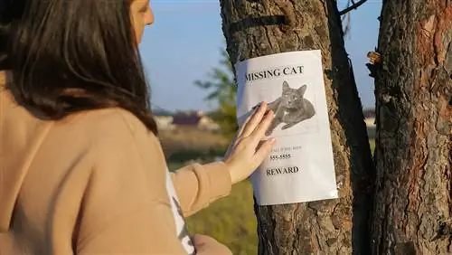 Hoe maak je een poster van een vermiste kat – 7 sjablonen &