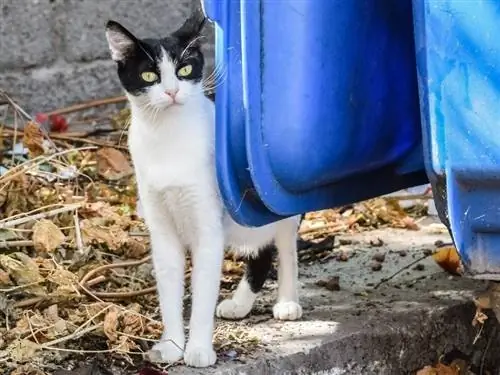 gatto selvatico che si nasconde dall'uomo