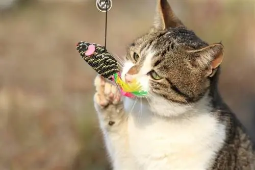 Gato jugando con un juguete masticable para gatos