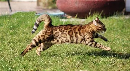 un gato de bengala corriendo al aire libre