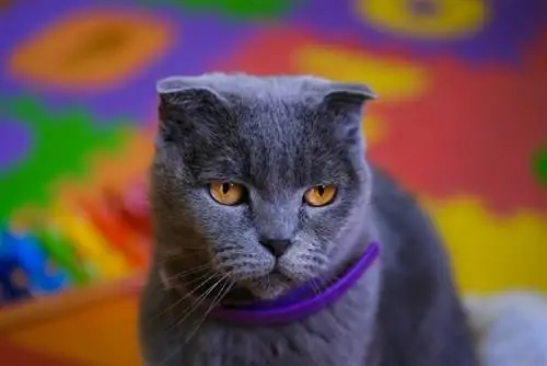 gato con un collar calmante morado