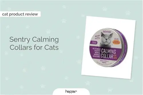 Sentry Calming Collars for Cats نقد و بررسی 2023: سوالات متداول، مزایا، معایب & حکم