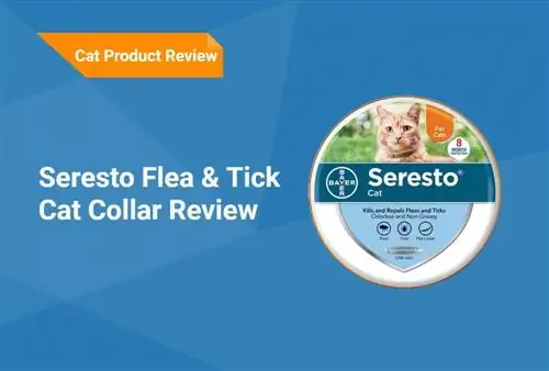 Seresto Flea & Tick Cat Collar Recensione 2023 – FAQ, Pro, Contro, & Verdetto