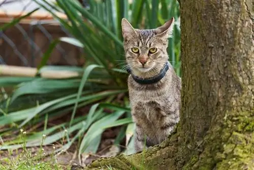 Nakaupo ang tabby cat na may gps collar sa likod ng isang puno ng kahoy