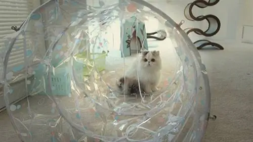 DIY Cat туннели