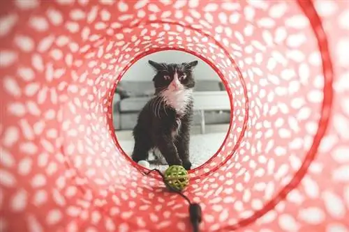 4 DIY Cat Tunnel-planer, du kan lave i dag (med billeder)