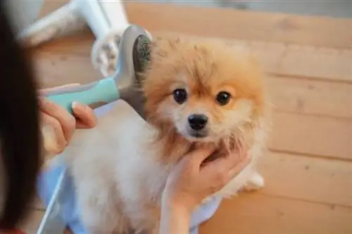 Os pomeranianos perdem muito pelo? Esteja preparado antes de obter um