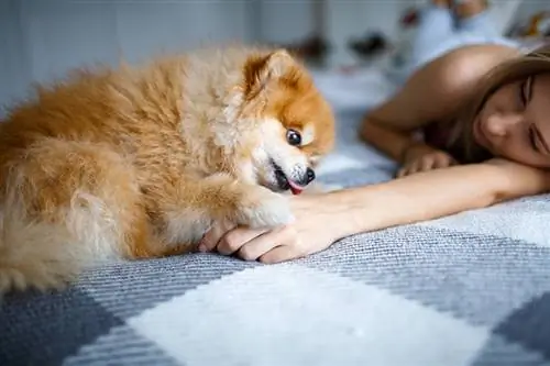 pomeranian licking ib tug poj niam txhais tes