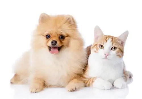 Adakah Pomeranian Baik Dengan Kucing? Keserasian & Petua Pengenalan