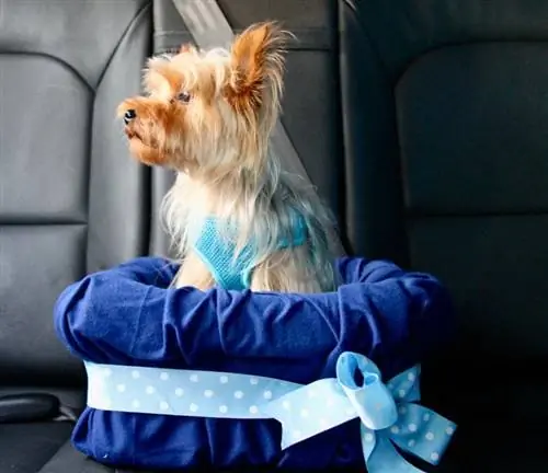 Asiento elevador de auto sin costuras para tu perro