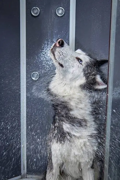 Siberian Husky se sacude después del baño