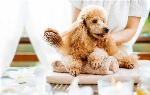 dog-grooming_rasulov-shutterstock