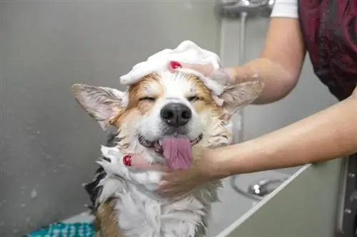 dog-taking-a-bath_masarik-shutterstock