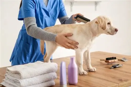 9 Mẹo và Thủ thuật Chải lông cho Labrador (Có Ảnh)