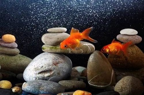 Coppia, pesce rosso, dentro, acquario, oltre, ben organizzato, zen, pietra e, bello