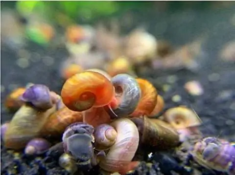 Kazen Aquatic Mix Colors ramshorn Snails