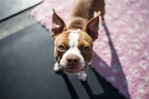 Terrier Boston Merah