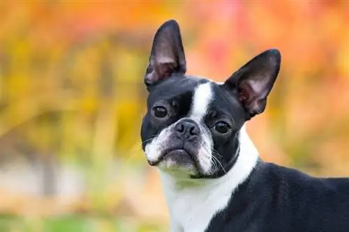 Boston terrier