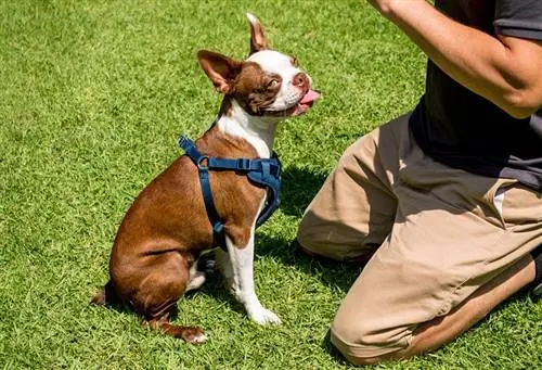 adorable brindle Boston terrier puppy