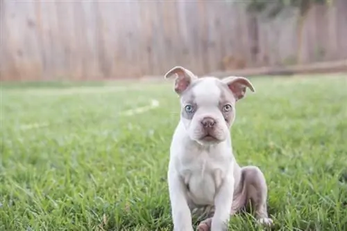 mbwa wa lilac boston terrier ameketi kwenye uwanja wa nyuma kwenye nyasi