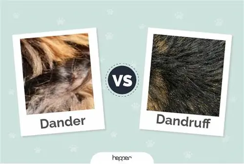 Huidschilfers van katten versus roos van katten: verschillen & Wat te doen