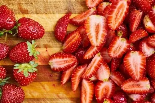 Maaari bang Kumain ng Strawberries si Shih Tzus? Ang Sabi ng Siyensya