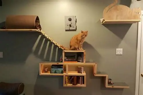 Aventura de gatos y pared de escape