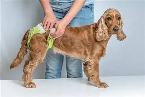 mujer cambiando pañal de su perro