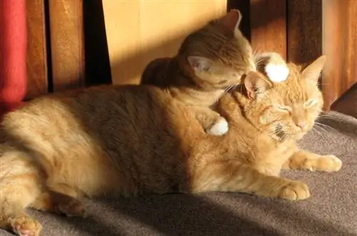 gattino zenzero che lecca la testa del gatto madre