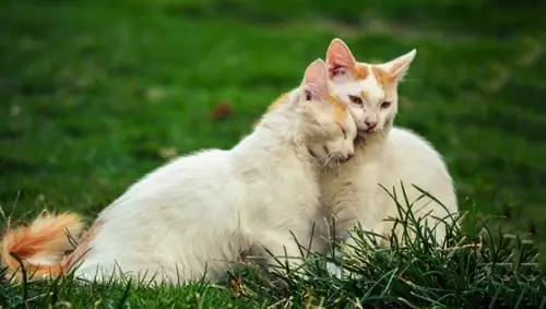 dua ekor kucing putih di atas rumput