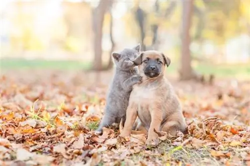 Hvorfor slikker katte hunde? (5 mulige årsager)