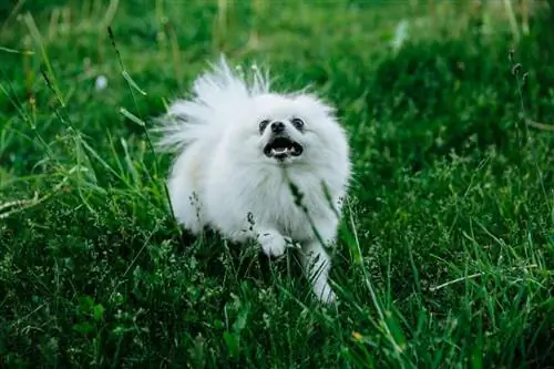 cane volpino che abbaia