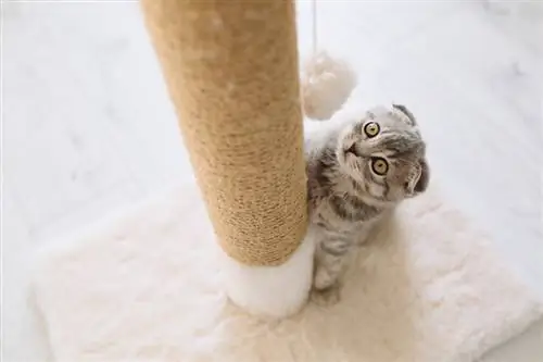 Scottish na maliit na pusa na naglalaro sa mga scratching posts