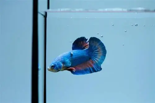 Тумори на Betta Fish: признаци, лечение & Превенция