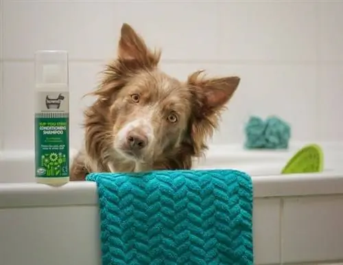 border collie prêt pour un bain