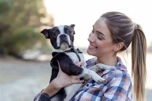 Als Boston Terriers els agrada abraçar-se? S'expliquen els trets típics de la raça