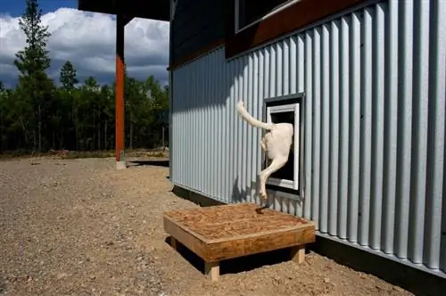 Cara Membina Pintu Anjing