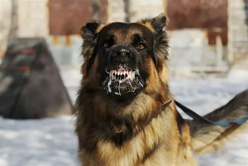 Cachorro raivoso rosnando com raiva