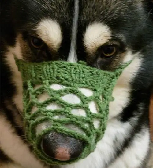 DIY mbwa muzzle