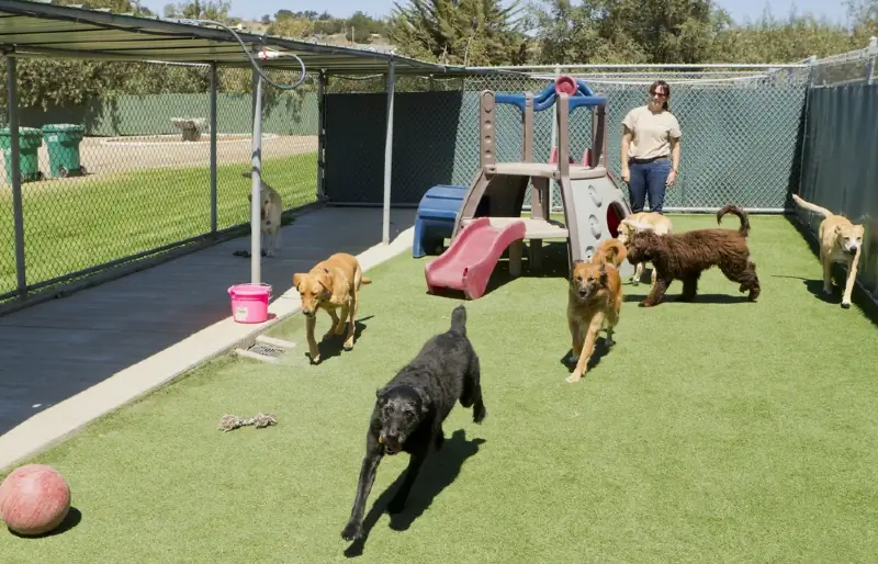 cani che giocano in una pensione per cani