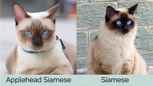 Applehead Siamese dhidi ya Paka wa Siamese