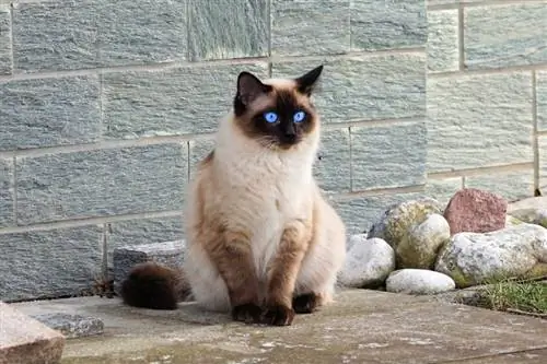 paka siamese