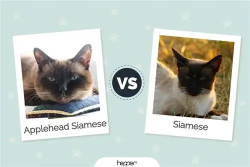 Applehead Siamese vs Siyam Kedisi: Resimler, Farklılıklar, & Hangisini Seçmeli