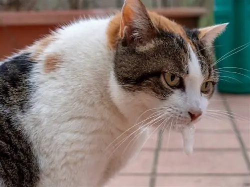 chat qui vomit de la mousse blanche