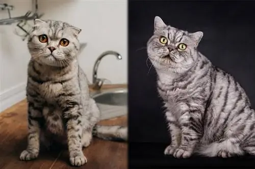 Scottish Fold og British Shorthair katter