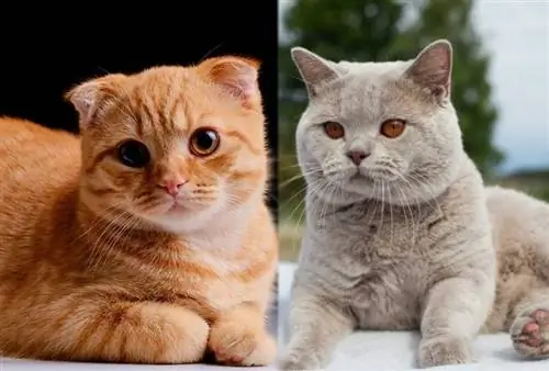 Scottish Fold British Shorthair Cat Mix - Guide de soins, photos, informations & Plus