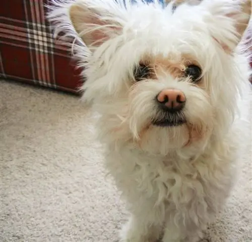 perro pomapoo blanco