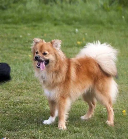 Pomchi - pomeranian og chihuahua